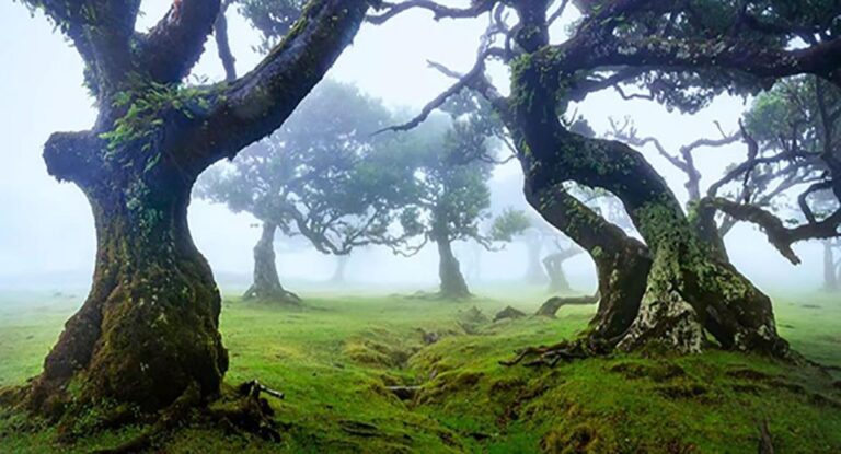 From Funchal: West Madeira Waterfalls And Fanal Forest Tour Explore Stunning Waterfalls And Peaks