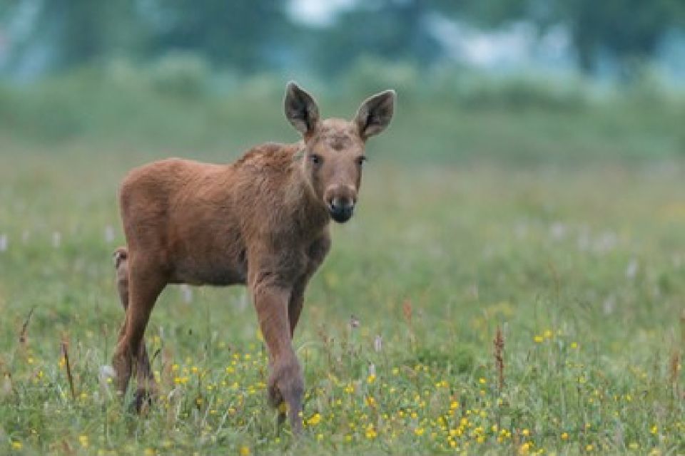 From Jackson: Grand Teton Wildlife & Scenery Tour With Lunch - Tour Overview