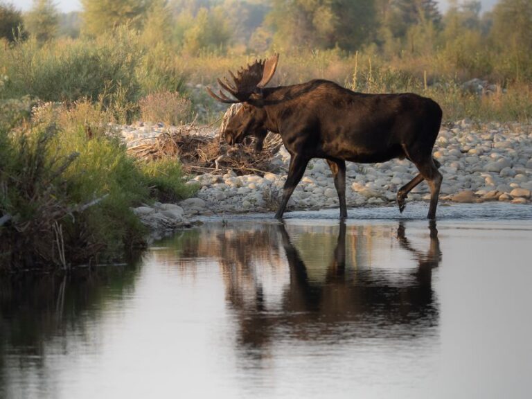 From Jackson Hole: Half Day Grand Teton Wildlife Tour Tour Overview