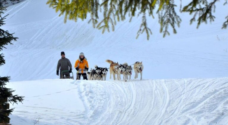 From Krakow: Dogsled Ride In Tatra Mountain Activity Overview