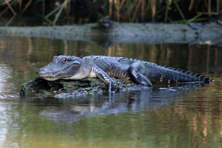 From Lafitte: Swamp Tours South Of New Orleans By Airboat Tour Overview