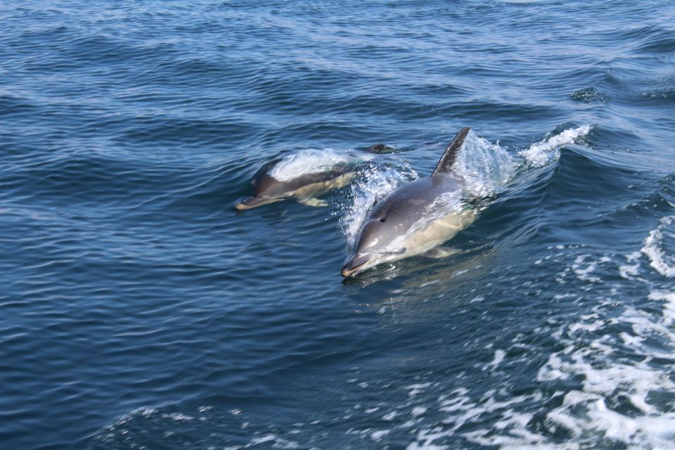 From Lagos: Dolphin Watching Boat Trip - Trip Overview and Pricing