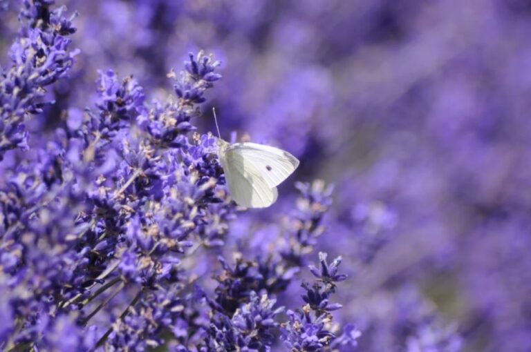 From London: Cotswolds, Country Pub Lunch & Lavender Fields Tour Overview