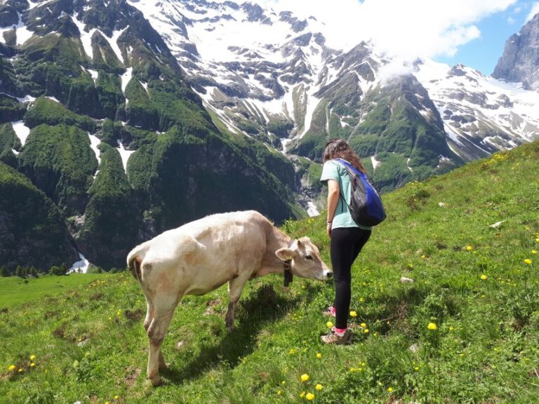 From Lucerne: The Heart Of Swiss Alps Private Guided Hike Tour Details