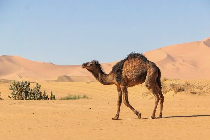 From Marrakech: 3 Days Desert Tour To Merzouga Camp & Camel Trek - Accommodation and Meals