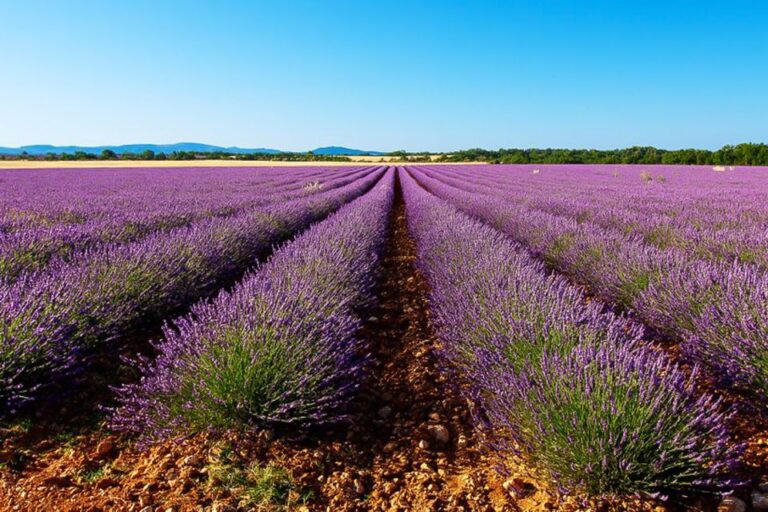 From Marseille: Lavender Full Day Valensole Tour Overview