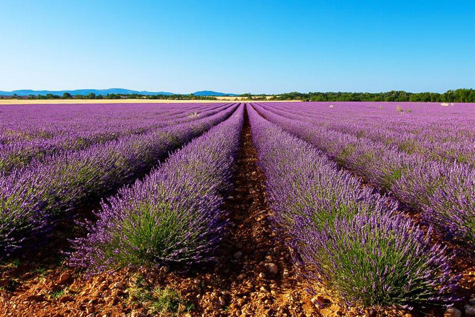 From Marseille: Lavender Full-Day Valensole - Tour Overview