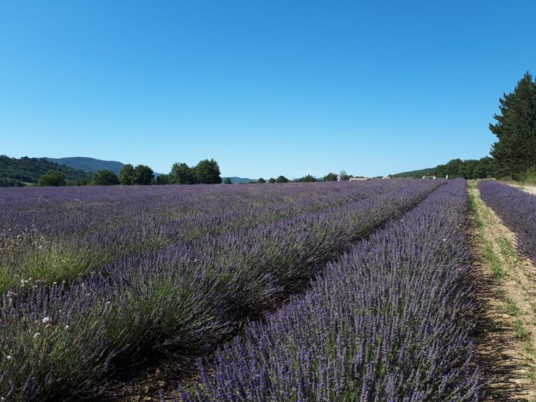 From Marseille: Valensole Lavenders Tour From Cruise Port Tour Duration And Departure