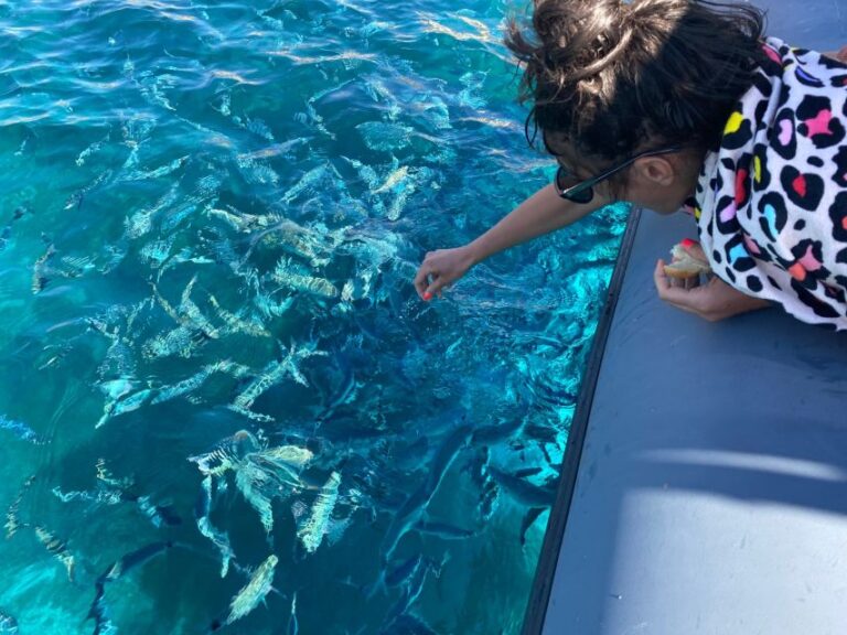 From Palau: Corsican Archipelago Half Day Rib Boat Trip Overview Of The Excursion