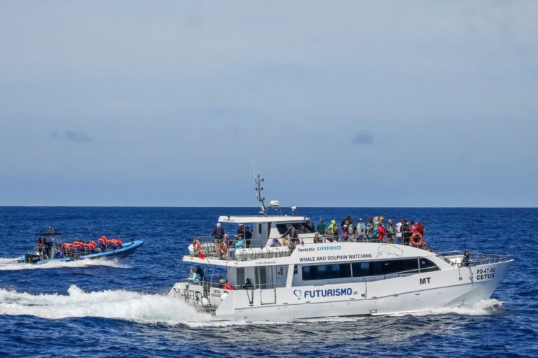 From Ponta Delgada: Whale And Dolphin Watching Trip Activity Overview