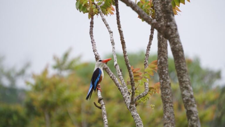 From Ponta Do Sol: Full Day Nature Hike With A Guide Tour Highlights