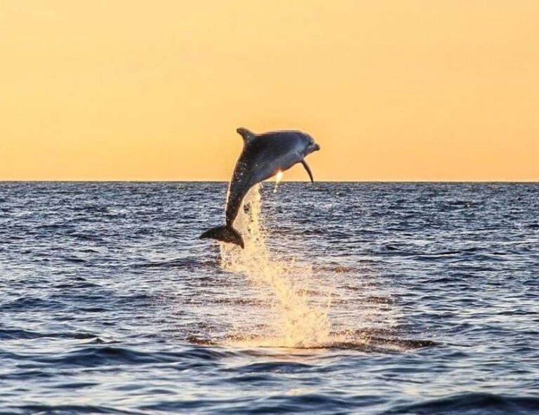 From Poreč: Evening Dolphin Cruise With Welcome Drink Experience Highlights