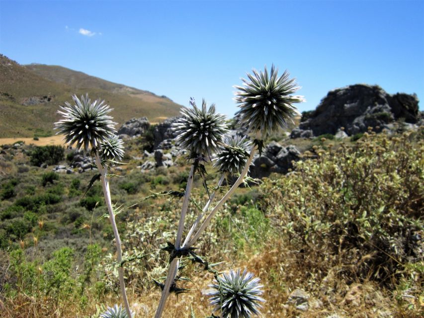 From Rethymno: Preveli Palm Forest Hike and Beach Day Trip - Overview of the Tour