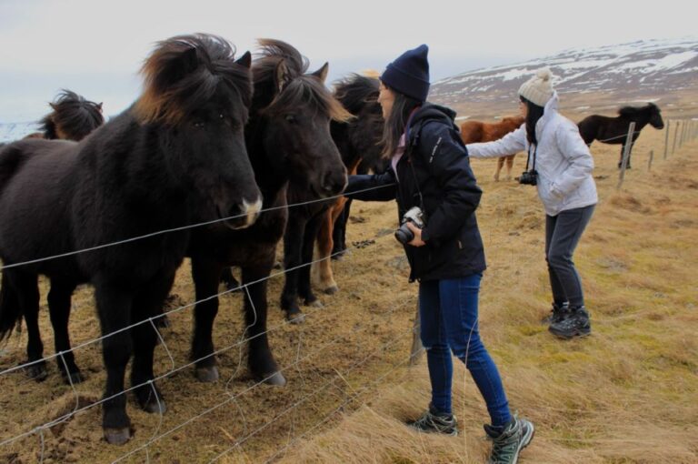 From Reykjavik: 6 Day Small Group Tour Of Iceland Summer Tour Overview