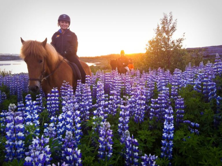 From Reykjavik: Evening Horseback Tour With Transfer Tour Overview