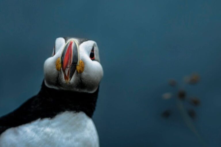 From Reykjavik: South Coast Small Group Full Day Adventure Seljalandsfoss Waterfall Exploration