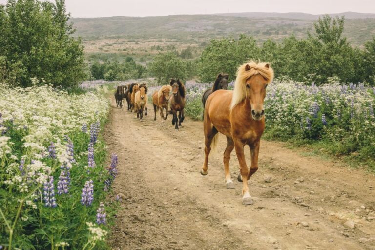 From Reykjavík: Viking Horseback Tour In Hafnarfjörður Tour Duration And Difficulty