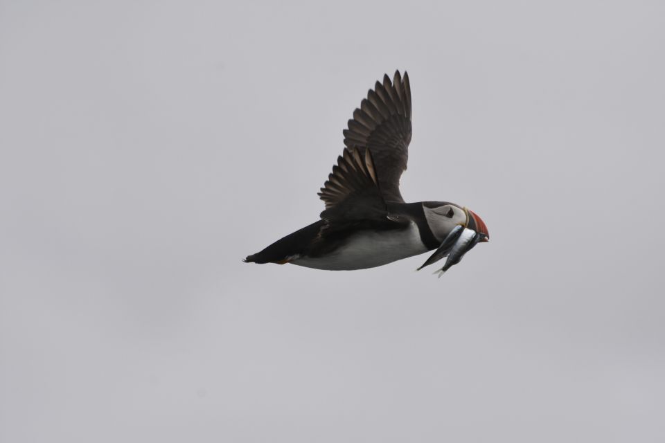 From Reykjavik: Whale and Puffin Watching RIB Boat Tour - Tour Overview