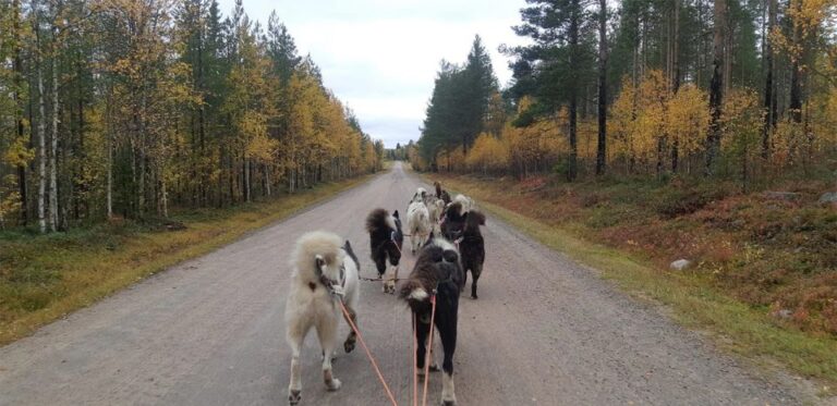 From Rovaniemi: Autumn Husky Safari Adventure Adventure Overview