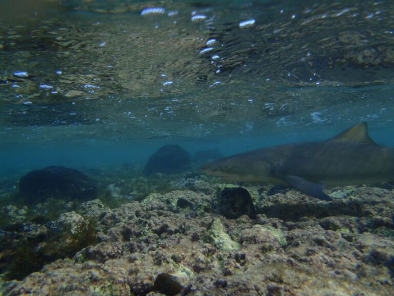 From Santa Maria: Guided Lemon Shark Watching Tour Overview