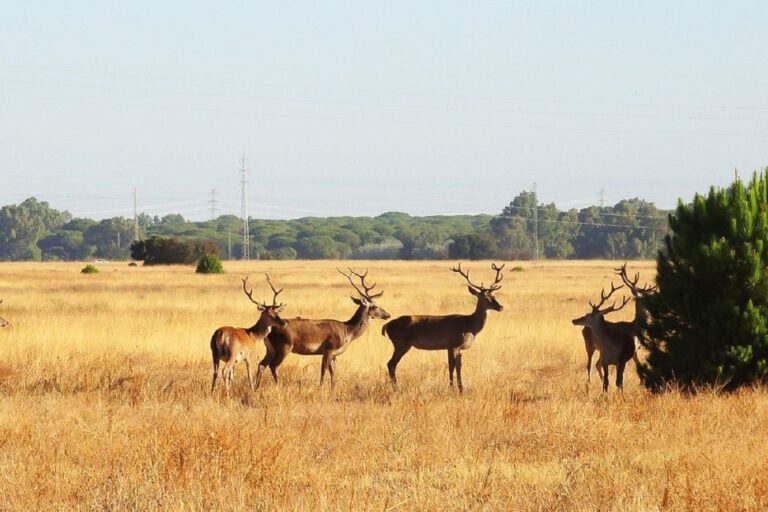 From Seville: Doñana National Park 4x4 Tour Tour Overview