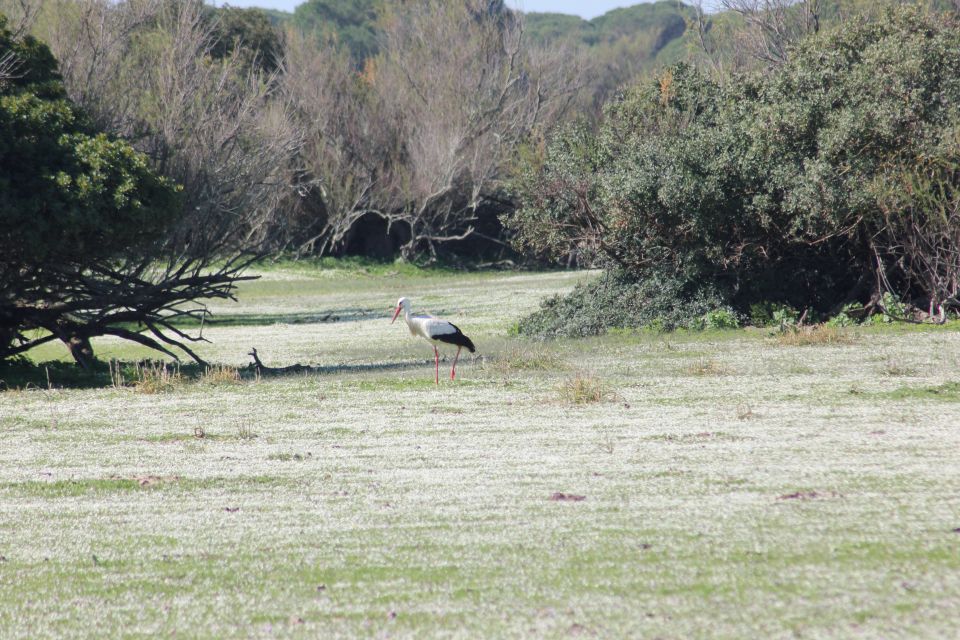 From Seville: Doñana National Park Full-Day Private Tour - Pickup and Transportation