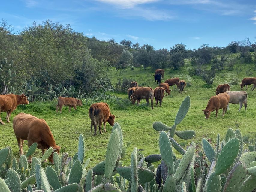 From the Algarve to Lisbon; Guided Transfer With Extra Wow! - Cork Oak Forests