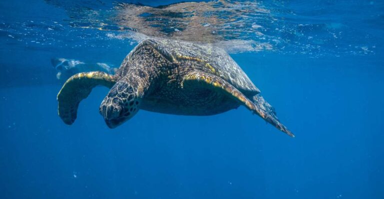 From Waikiki: Turtle Canyons Snorkeling Tour Tour Overview