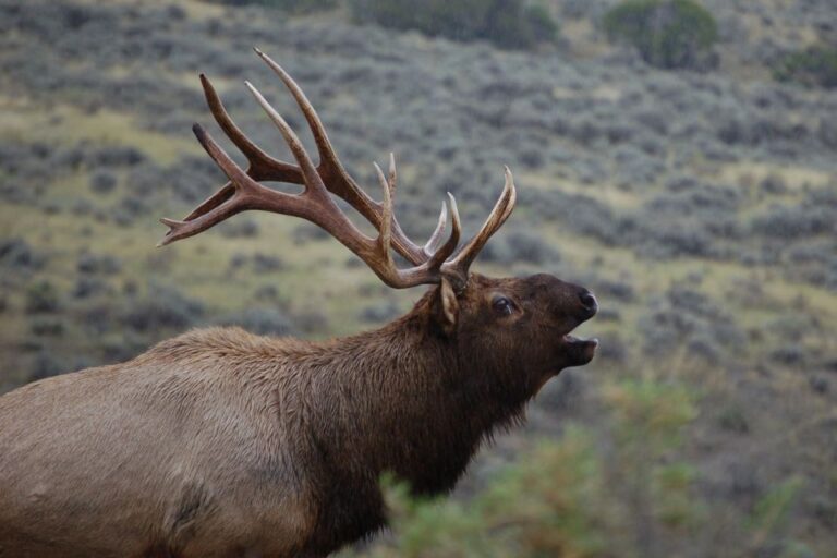 From West Yellowstone: Lower Loop Active Van Tour Tour Overview