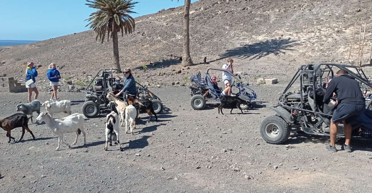 Fuerteventura: Jandía Natural Park & The Puertito Buggy Tour - Overview of the Activity