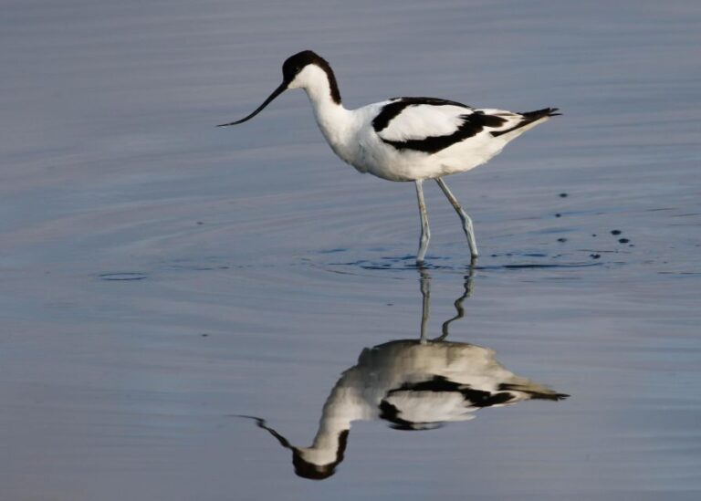 Full Day Birding Overview Of The Tour