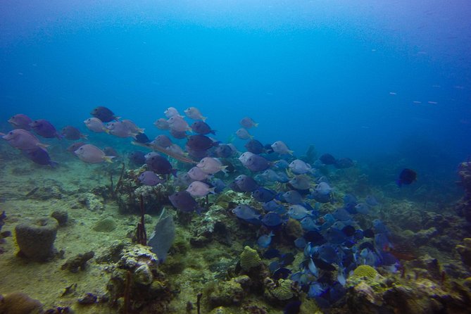 Full-Day Catalina Island Snorkeling Tour From Bavaro - Tour Overview and Highlights