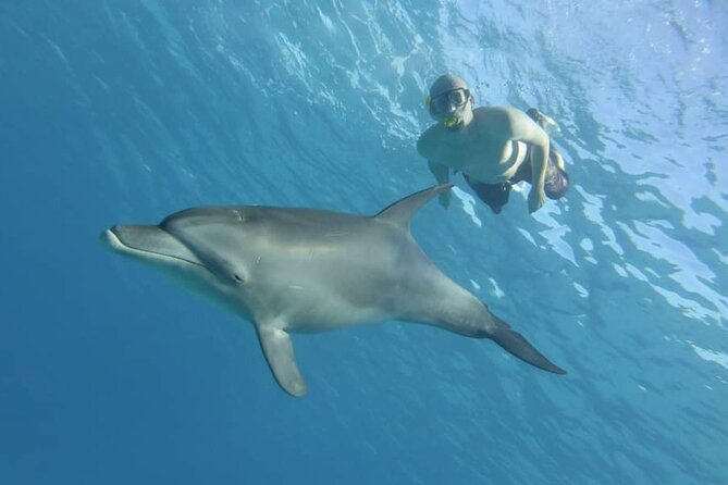 Full Day Dolphin House Snorkeling Trip in Hurghada - Trip Overview