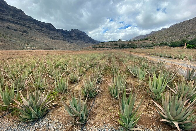 Full Day Gran Canaria Tour With Teror, Tejeda And Lunch In Fataga Tour Overview