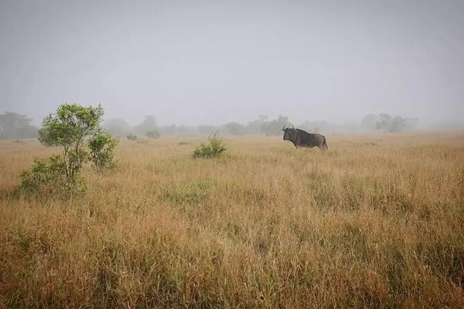 Full Day Kruger Park Wildlife Safari From Hoedspruit Tour Overview