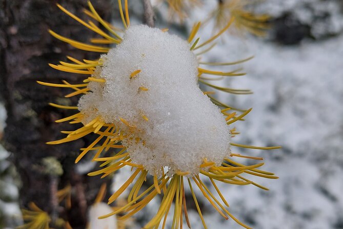 Full Day Larch Hike, Departure From Lake Louise Inclusions And Amenities