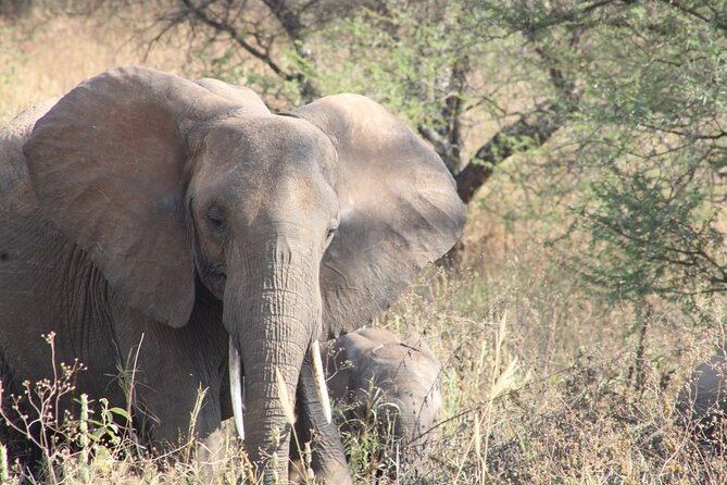 Full Day Ngorongoro Crater Private Tour Tour Overview