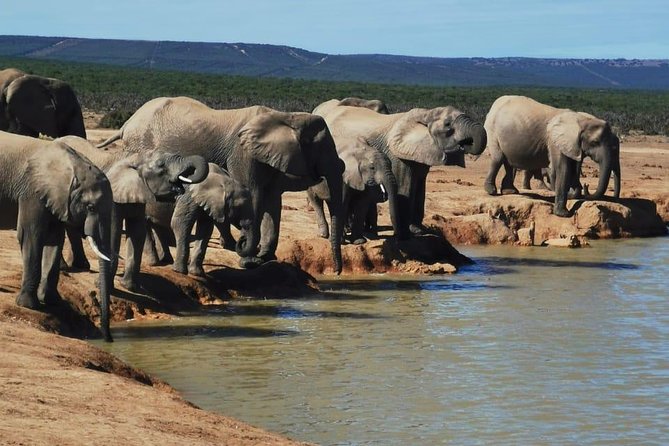 Full Day Private Addo Elephant Safari Min 2 Pax Max 6 Pax Overview Of The Safari Experience