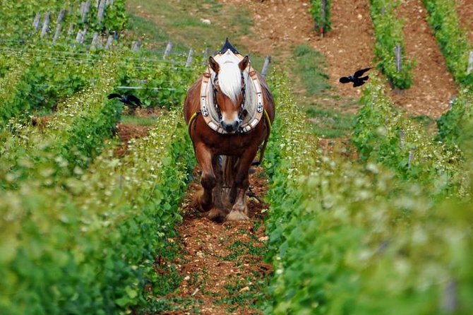 Full Day Private Tour, 6 Premier And Grand Cru Wines, The Best Of Burgundy Tour Overview