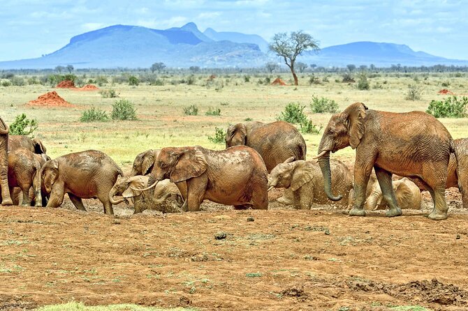 Full Day Private Tour Of Tsavo East National Park From Mombasa Activities Included