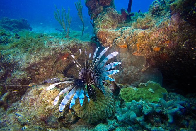 Full Day Scuba Diving Catalina Island Tour From Bavaro Inclusions And Exclusions