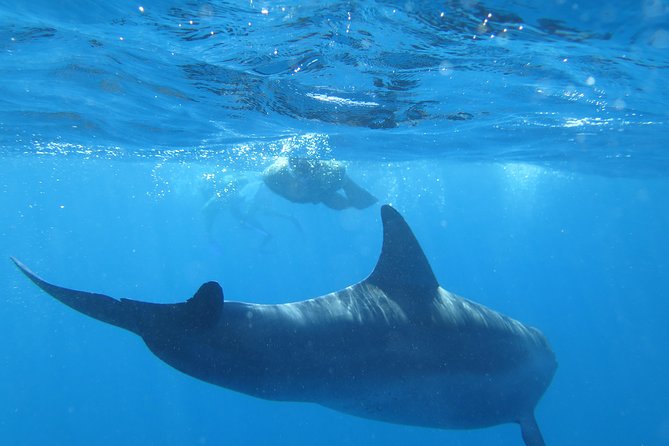 Full Day Snorkeling With Dolphins In Hurghada With Lunch Tour Overview