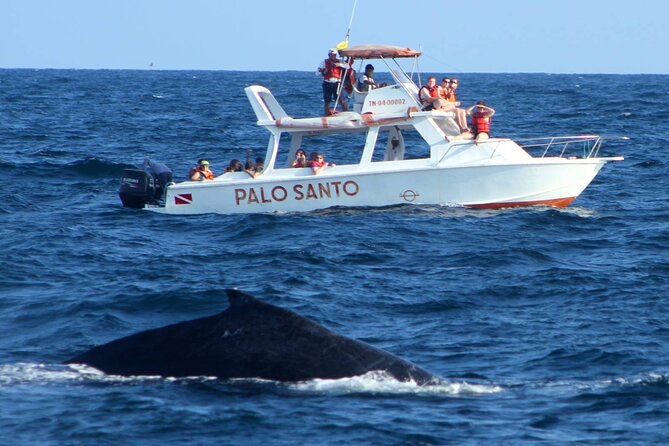 Full Day Whale Watching Tour In Samana Bay From Punta Cana Pricing And Inclusions