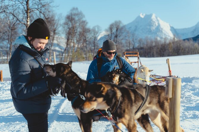 Fun & Easy Dog Sledding Adventure Early Bird Overview Of The Experience