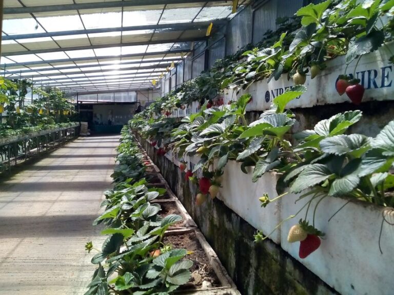 Funchal Agriculture Green Tour Pickup And Drop Off