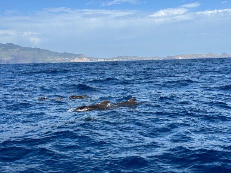 Funchal: Swim With Dolphins / Dolphin&whale Watching By Rib Event Details