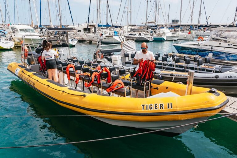 Funchal: Whale And Dolphin Watching Speed Boat Tour Tour Overview