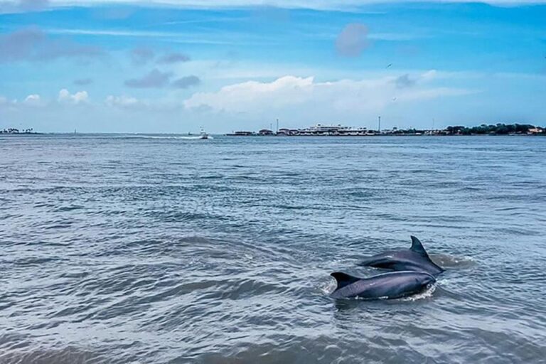 Galveston: Dolphin Watching Cruise Tour Overview