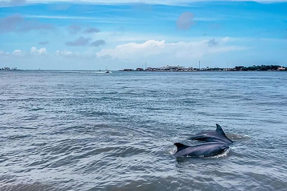 Galveston: Dolphin-Watching Cruise - Tour Overview