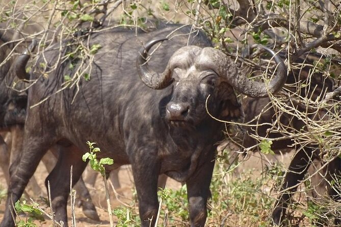 Game Drive And Short Rhino Walk Mosi Oa Tunya National Park